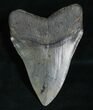 Nicely Shaped Megalodon Tooth #5192-2